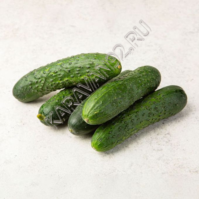 Огурец Крымский