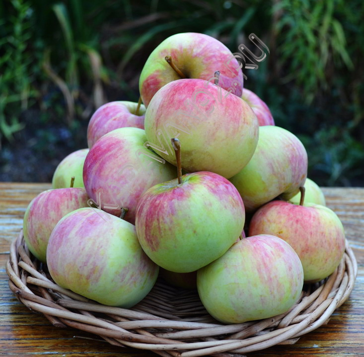 Яблоко крымское красное